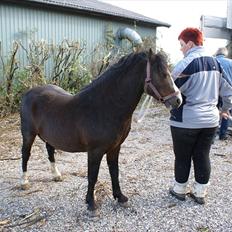 Welsh Mountain (sec A) Stald Carport's spirit