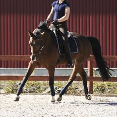 Anden særlig race Lougi 