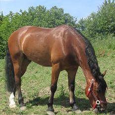 Welsh Pony af Cob-type (sec C) Horsvang'S Matador 