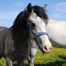 Anden særlig race Caliano *Solgt*