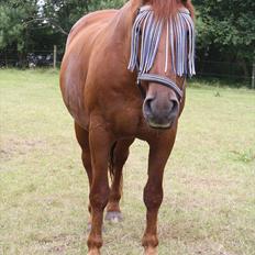 Anden særlig race Sensor-*R.I.P-13/04-2011*