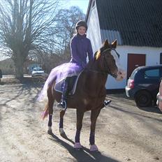 Anden særlig race Safi Rubin (SOLGT)