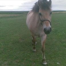 Fjordhest Ebbetorns Fonzie *R.I.P*