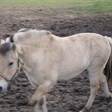 Fjordhest Ebbetorns Fonzie *R.I.P*