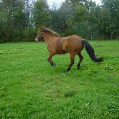Islænder Sif fra Langbæk 