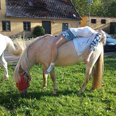 Anden særlig race Amira