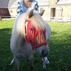 Anden særlig race Amira