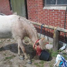 Anden særlig race Amira