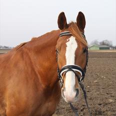 Anden særlig race Webley Brentedal 