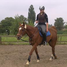 Arabisk fuldblod (OX) SR Melekov OX (SOLGT)