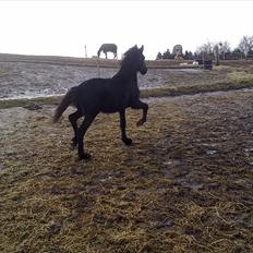 Frieser Elvis af Nygaard