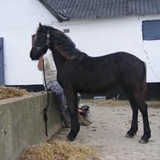 Frieser Elvis af Nygaard