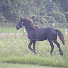 Frieser Elvis af Nygaard
