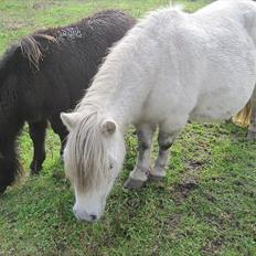 Falabella Trunte