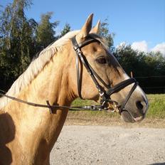 Palomino Moelleaaens Geronimo