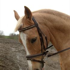 Palomino Moelleaaens Geronimo