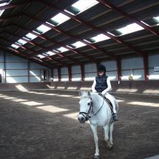 Anden særlig race piaff (Gammel part)