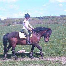 Anden særlig race ALBERT (*Kissing spiens pony*) Hvil i fred.. 