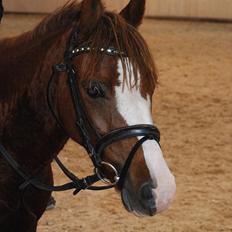 Welsh Pony (sec B) Korreborgs Verdi<3R.I.P.