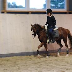 Welsh Pony (sec B) Korreborgs Verdi<3R.I.P.