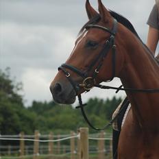 Tysk Oldenburger Tirell " R.I.P. :’( "