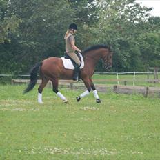 Tysk Oldenburger Tirell " R.I.P. :’( "