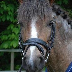 Welsh Pony af Cob-type (sec C) Lyngvejens Max