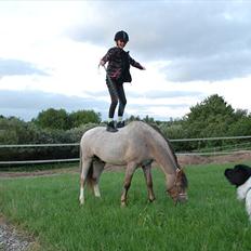 Welsh Pony af Cob-type (sec C) Lyngvejens Max