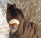New Forest horsemosens Navarone *Kongen*