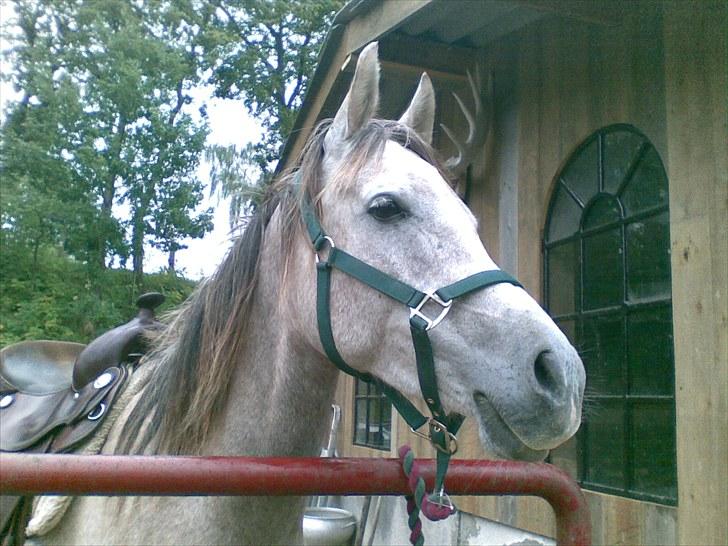 Arabisk fuldblod (OX) Red El-Dahab - Træt hest efter ridetur :) billede 8