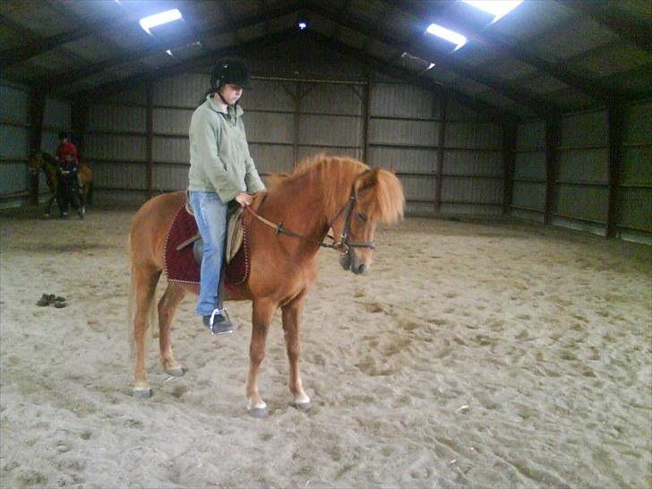 Islænder una fra skyggefaxe billede 3