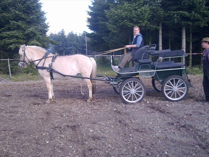 Fjordhest Jydegårdens Luna - Velkommen hos LUNA billede 1