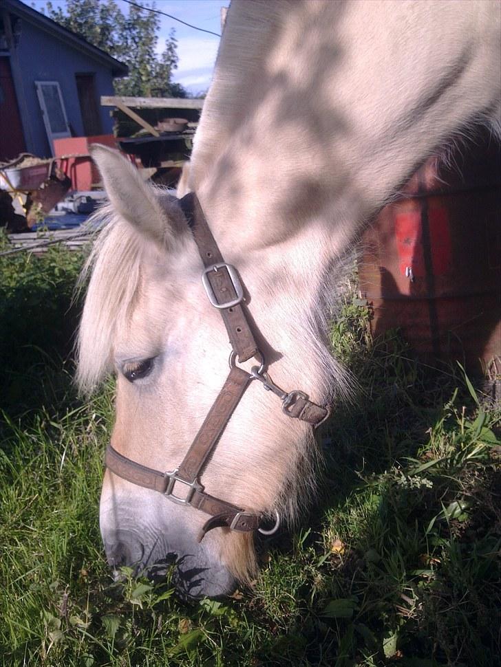Fjordhest Jydegårdens Luna billede 2