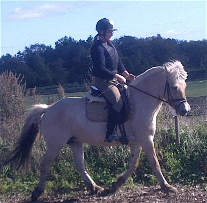 Fjordhest Jydegårdens Luna billede 3