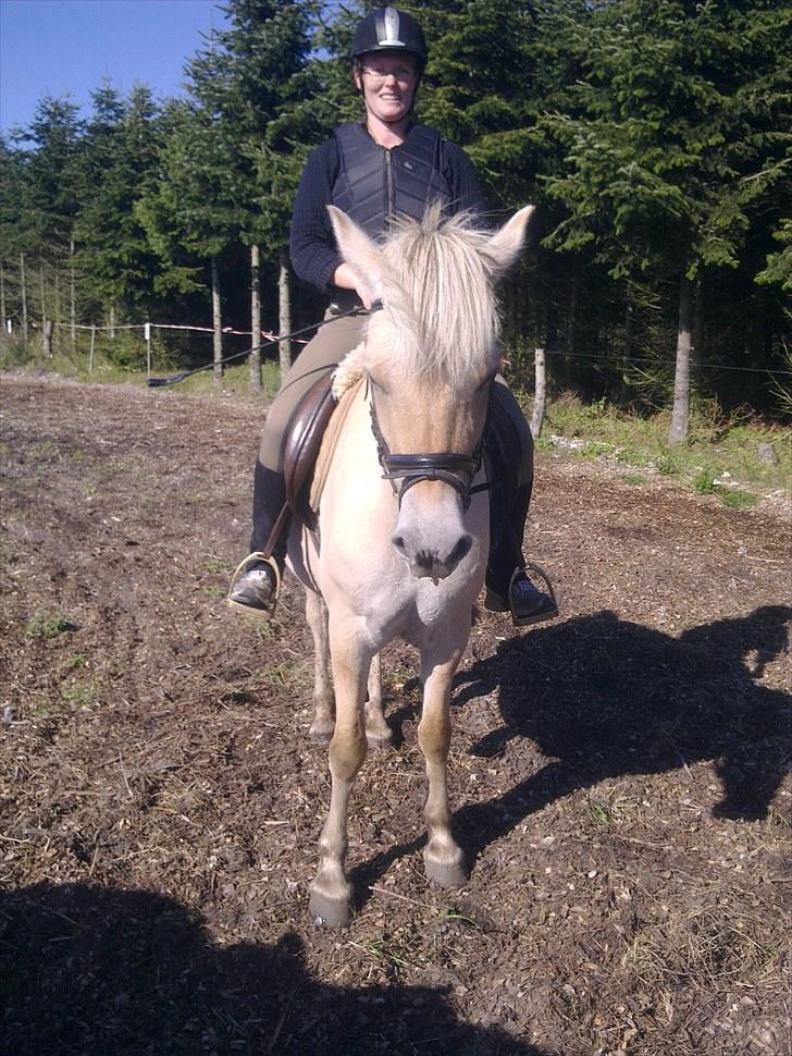 Fjordhest Jydegårdens Luna billede 4