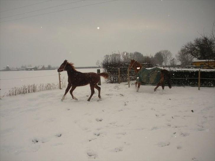 Sportsaraber (A) Til minde om CS Kadar el Akela - Nr. 20 I hendes rette element billede 20
