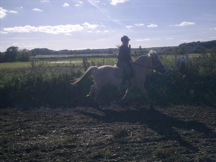 Fjordhest Jydegårdens Luna billede 5
