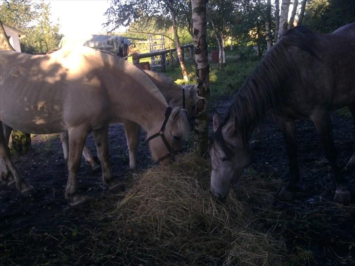 Fjordhest Jydegårdens Luna billede 6