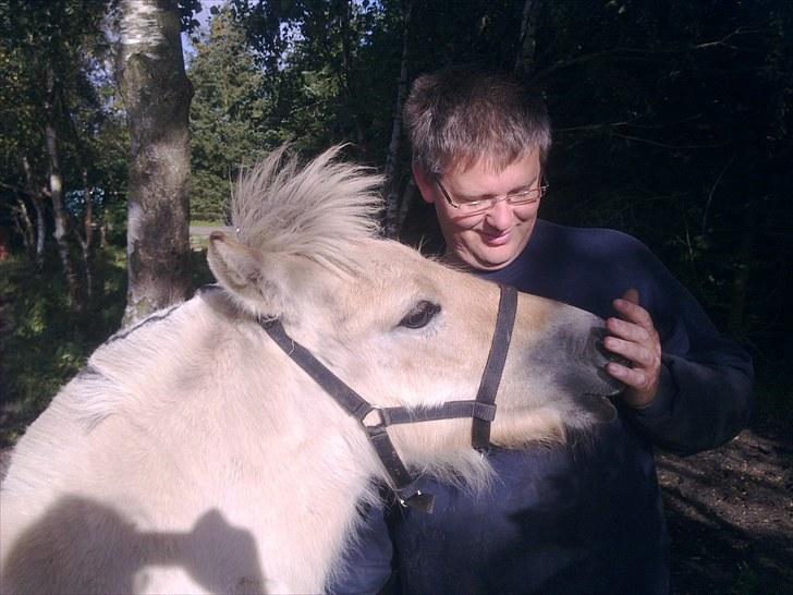 Fjordhest NAROBI - Hej med jer billede 1