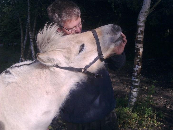 Fjordhest NAROBI billede 2