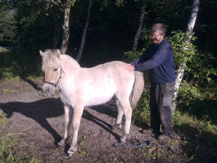 Fjordhest NAROBI - skønt at blive nusset billede 3
