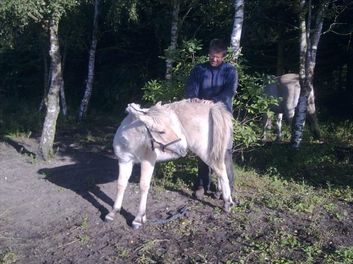 Fjordhest NAROBI billede 4