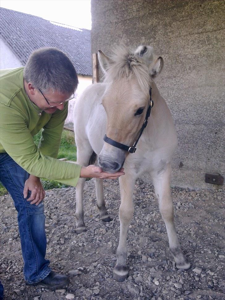 Fjordhest NAROBI - August 2010 billede 5