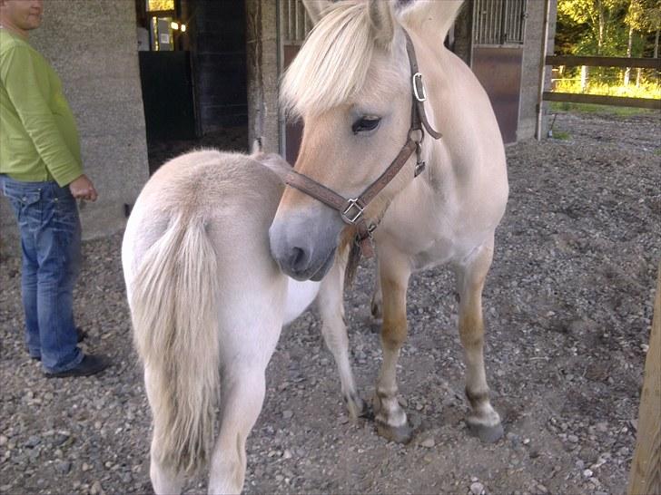 Fjordhest NAROBI - her er jeg med min mor billede 6