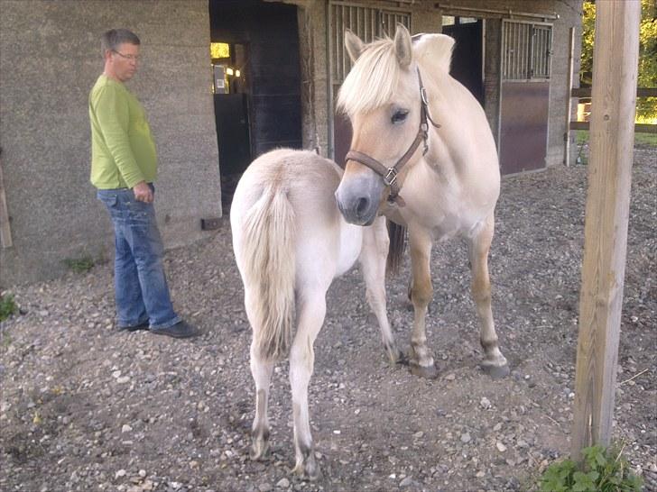 Fjordhest Jydegårdens Luna - her er jeg med Nairobi mit fine hoppe føl billede 7