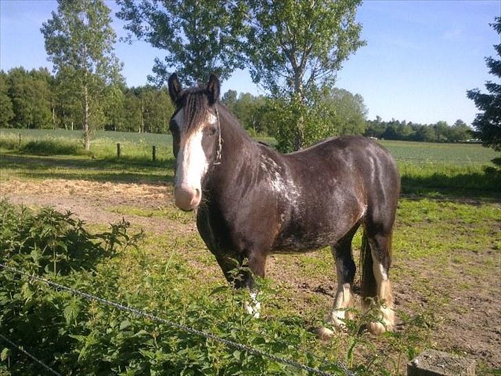Tinker Lehmanns Ozzie <3  billede 10