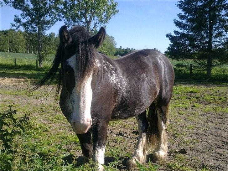 Tinker Lehmanns Ozzie <3  billede 11