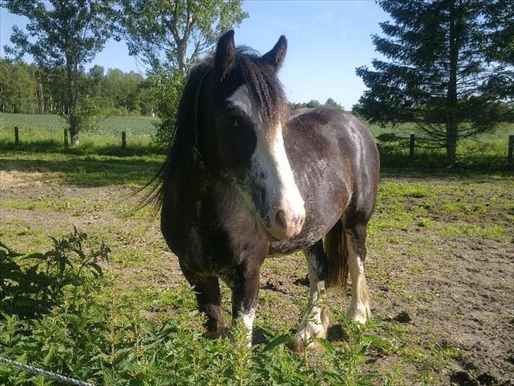 Tinker Lehmanns Ozzie <3  billede 12
