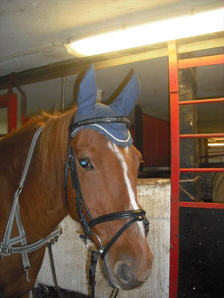 Frederiksborg Prins<3 billede 11