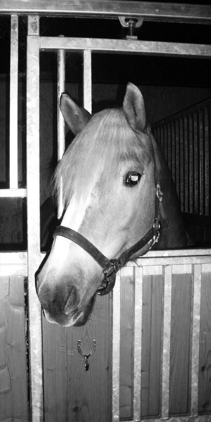 Haflinger Til minde om Sille - Nr. 2 billede 2